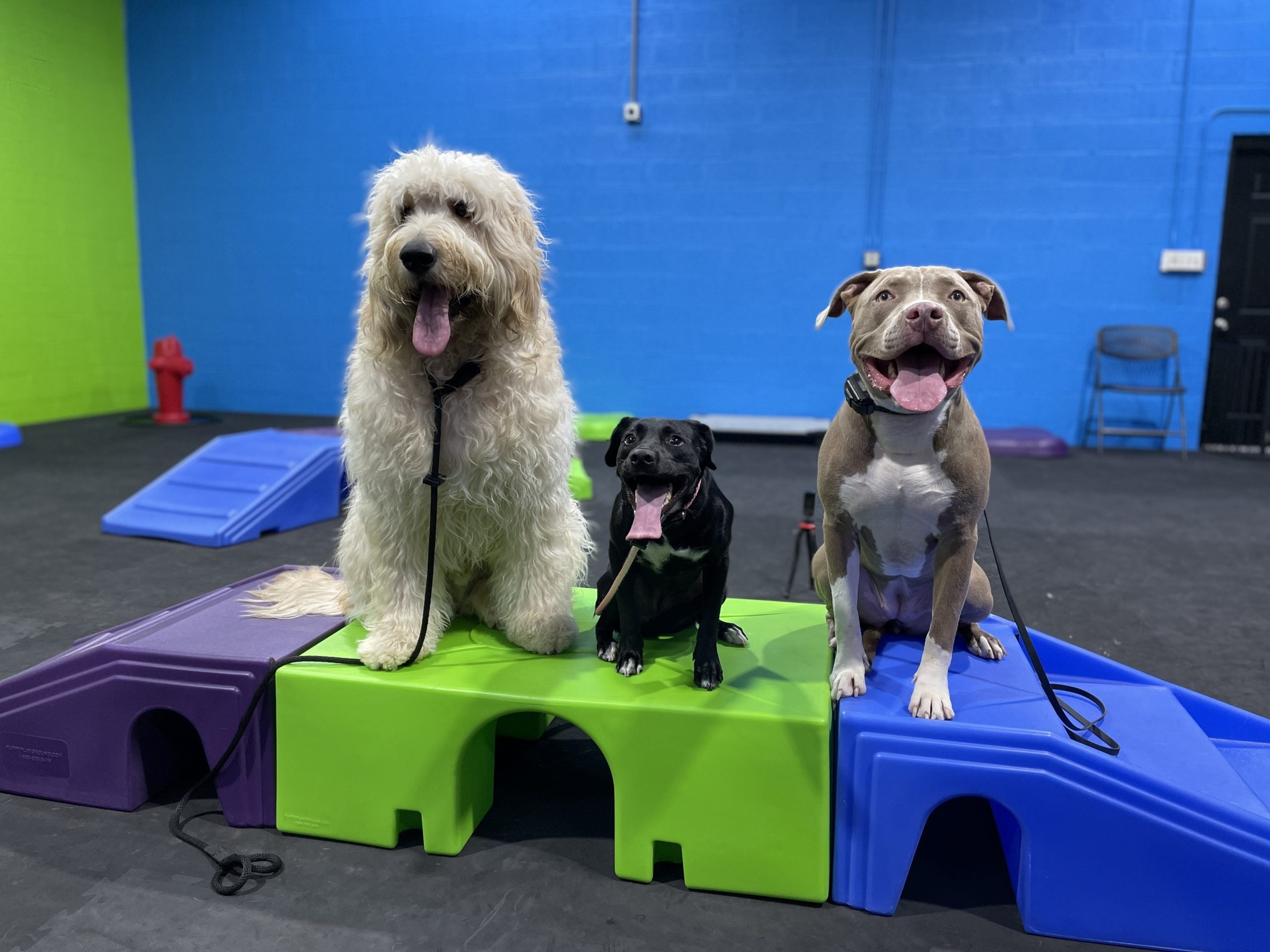 Good Dog Program (5 Day)