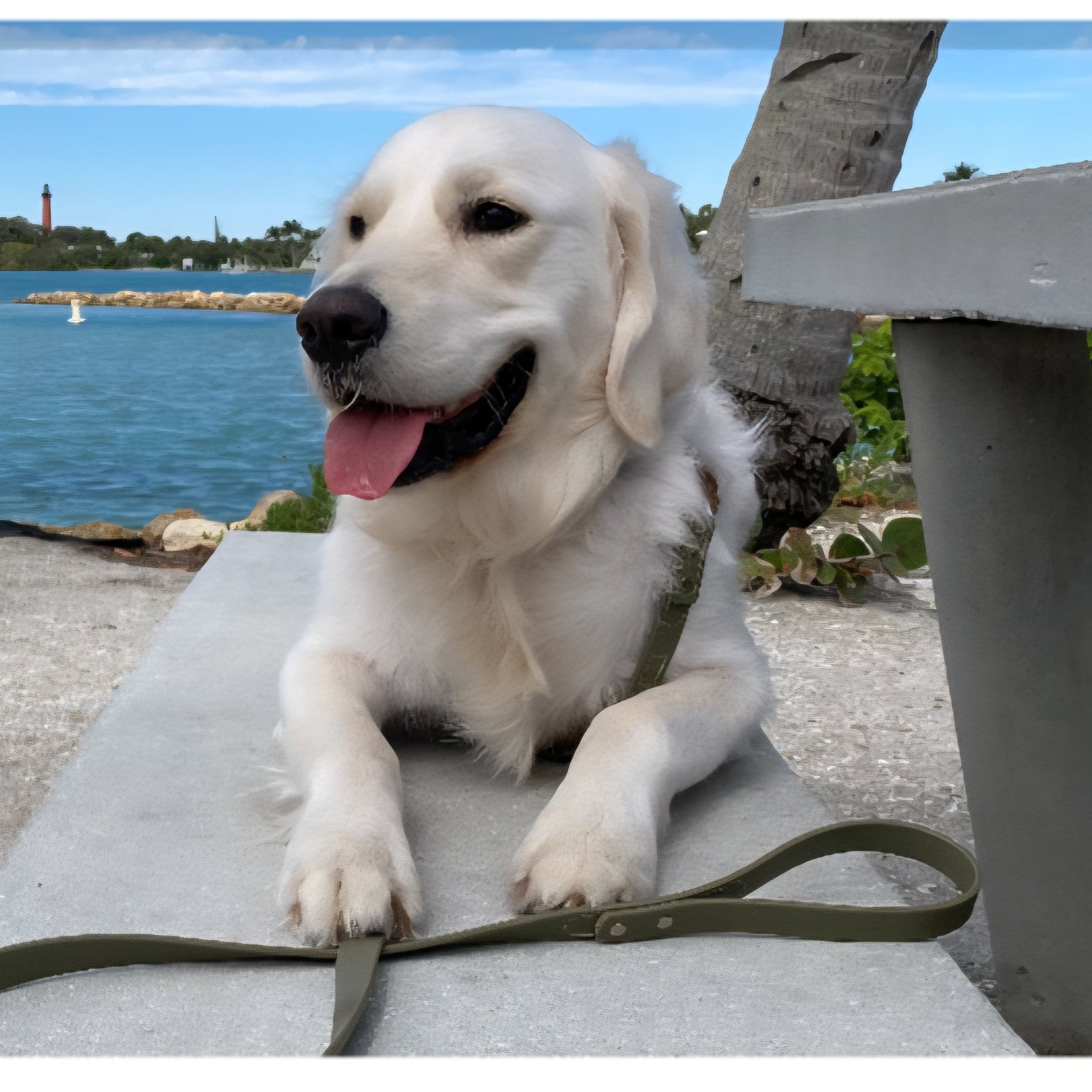 Dream Dog Program (10 Day)